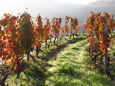 Portugalia, wino, Douro, Winnica, Dolina, krajobraz, Natura