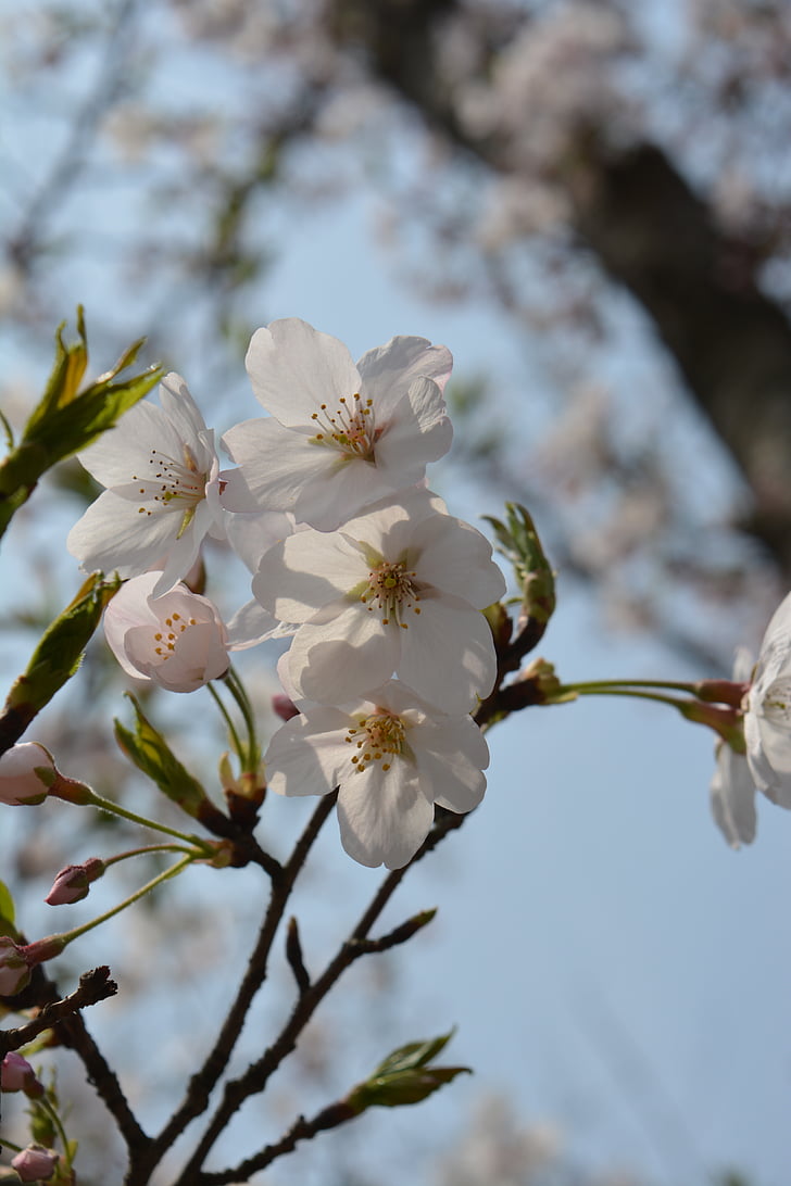 blanc, fleur de cerisier, printemps