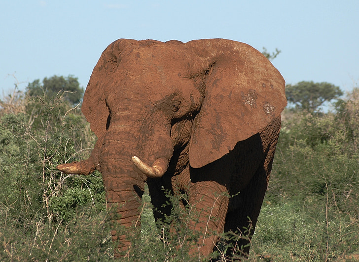 divlje životinje, Južna Afrika, slon, MADIKWE, Safari, Afrika, životinje