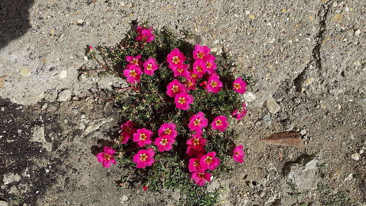concrete, flower, nature, pink color, outdoors, fragility, no people