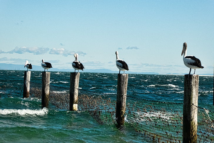 pelikaner, indlæg, havet, Surf, natur, roosts, Pelican profil