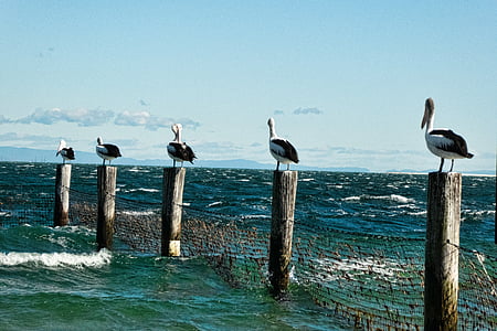 pelikani, postova, more, udaranje mora o obalu, priroda, skloništa, Pelikan profil