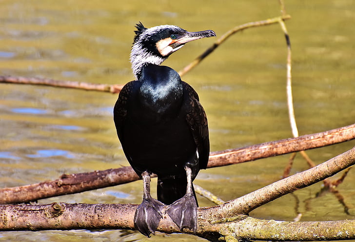 corvo-marinho, Phalacrocorax carbo, preto, ave aquática, mundo animal, pena, animal