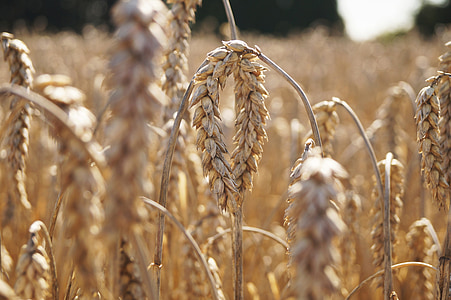 bidang, gandum, sereal, tepung, pertanian, alam, ladang jagung