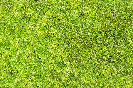 Mech, tráva, zelená, abstraktní, textura, vzor, fotbal