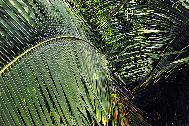 leaves, plants, green, palm, spread, palm leaf