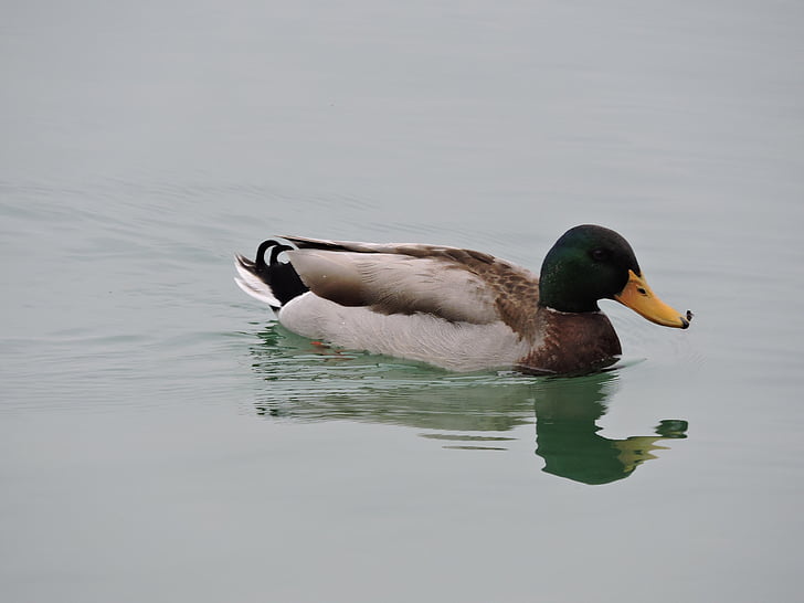 duck, water, moscow, animal, bird, beak, biped