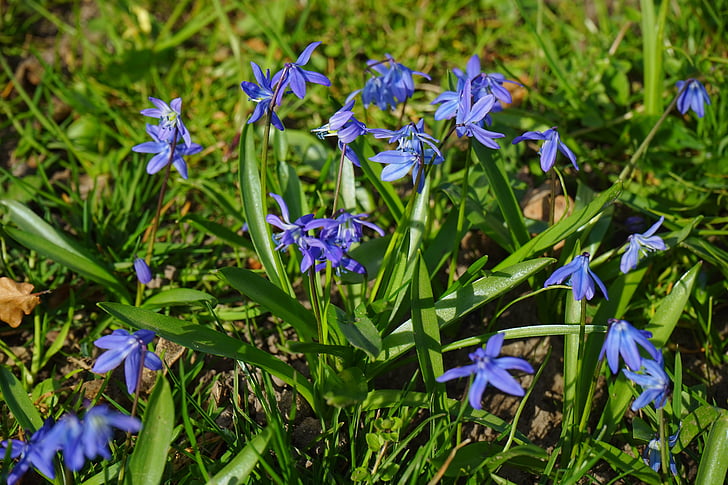 flors, blau, Estel Blau, Scilla, flor, flor, flor