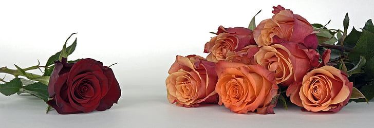 Rosas, flores, flor color de rosa, fragancia, planta, ramo de flores, hermosa
