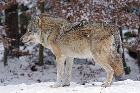 Wolf, Predator, Fleischfresser, Canis lupus, Lasttier, Aufmerksamkeit, soziale