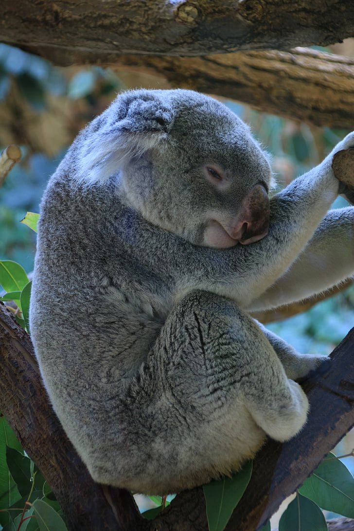 coala, relaxar-vos a, zoològic, relaxar-se, món animal, dolç, relaxat