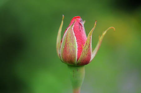 stieg, Blume, Rosa, rot, Natur, Lilie, Frühling