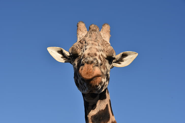 žirafa, životinja, biljni i životinjski svijet, divlje životinje, Afrička, lice, glava