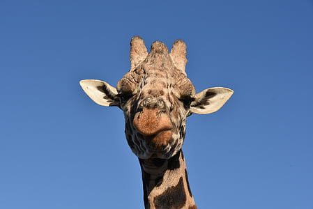giraff, djur, vilda djur, vilda djur, afrikanska, ansikte, huvud
