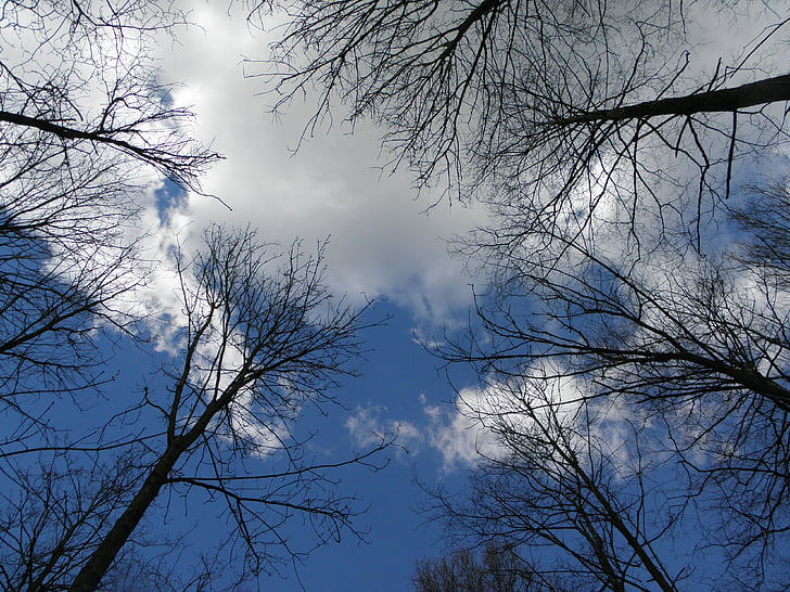 pohon, estetika, langit, awan, biru, alam, hutan