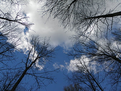 copaci, estetică, cer, nori, albastru, natura, pădure