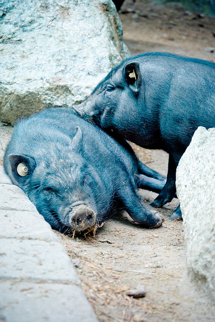 pot-bellied gris, Vietnamesisk hängebauchschwein gris, vilde gennemskinnelige, eurasisch, gris, soen, bekymringer