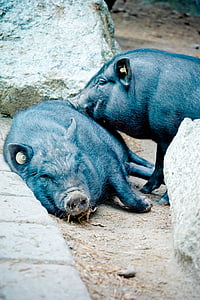Пот пузатые Свинья, Свиньи вьетнамские hängebauchschwein, Дикие полупрозрачный, eurasisch, свинья, Соу, проблемы