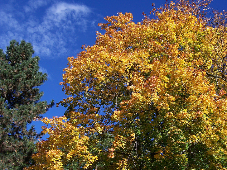 lá đầy màu sắc, lá, mùa thu, mùa thu lá, cây, đầy màu sắc