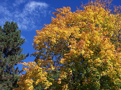farebné listy, listy, jeseň, Lístie pádu, strom, farebné