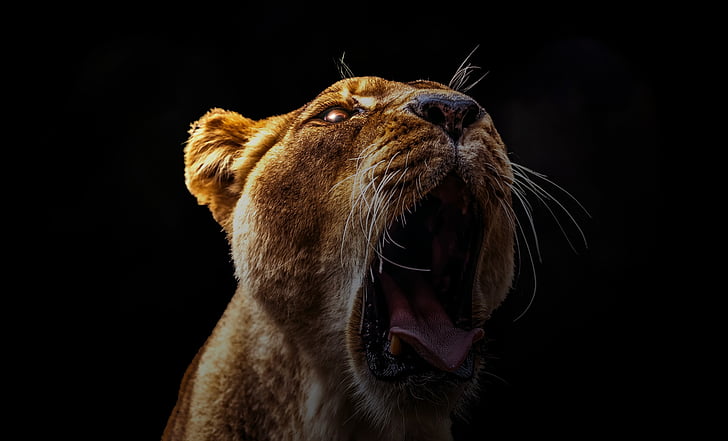 Leão, cabeça de leão, dentes, plano de fundo, layout de, estágio, textura
