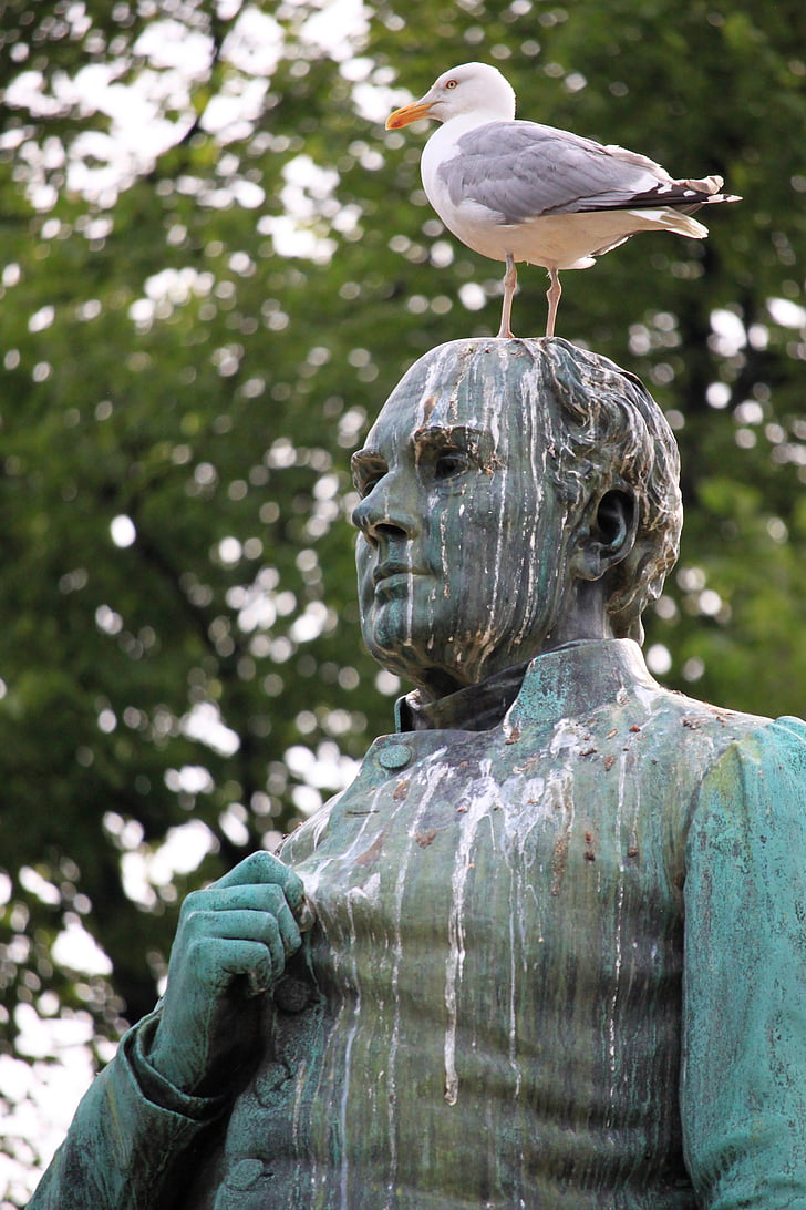 Чайка, Статуя, пташиний послід, що принижують, птах