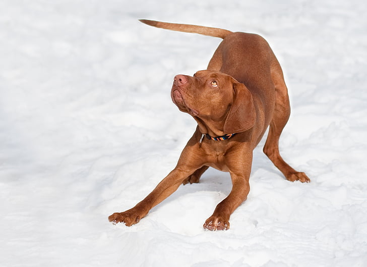 koer, Ungari vizsla, pruun, lumi, talvel, tõupaberitega, mängida