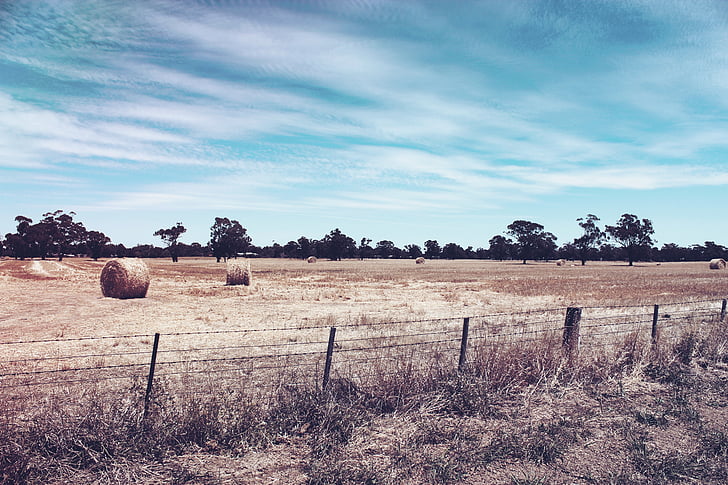 sec, arbust, l'agricultura, granja, tanca, cel blau, escena rural