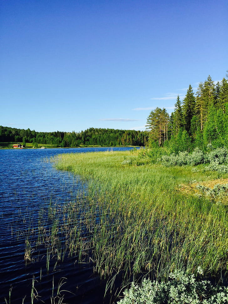 summer, lake, water, sweden, nature, reed, himmel