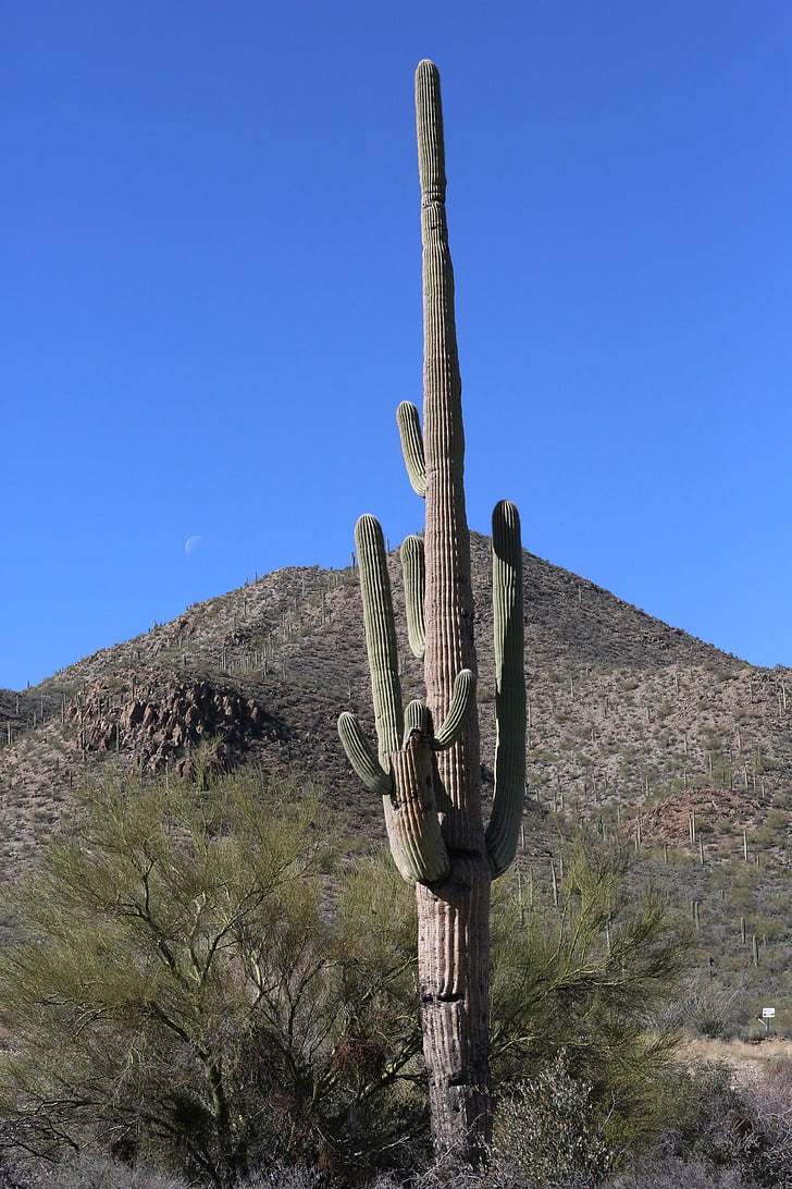 Kaktus, Tucson, Arizona, południowy zachód, Pustynia, Saguaro cactus, góry