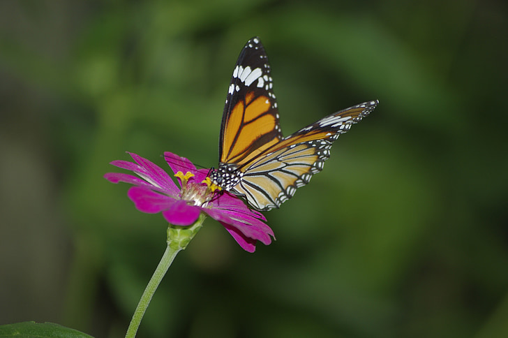 Hoa, bướm, Sân vườn, Thái Lan, động vật, Thiên nhiên