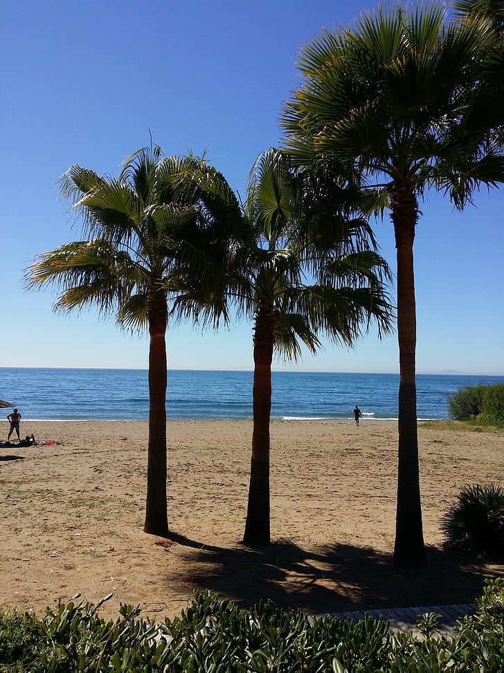 pálmafa, Beach, trópusi, nap, homok, víz, pálmafák