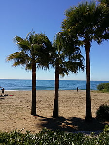 palm tree, beach, tropical, sun, sand, water, palm trees