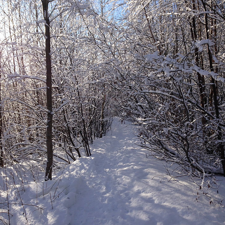 vinter, skogen, Winter forest, snö, snö vinter natur, vinterlandskap, Frost