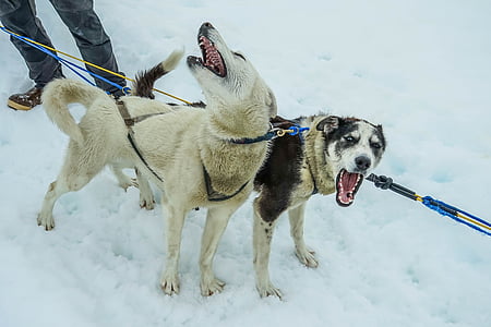 rogutės šunims, Aliaska, šunų kinkiniais, rogės, šuo, volai, sniego