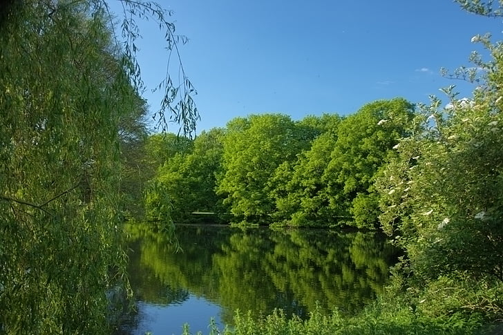 Příroda, strom, krajina, voda, listoví, Evergreen, zelená