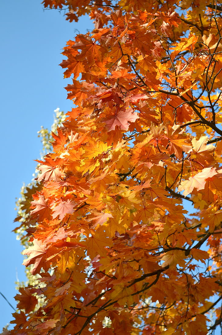 herfst, esdoorn, Gouden herfst, Listopad, blad, vergeelde blad, Esdoornblad