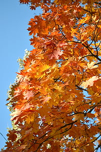 jeseni, javor, zlati jeseni, listopad, list, porumenelih list, javorjev list