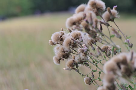 thistle, flower, autumn, herbst, nature, withered, wild flower