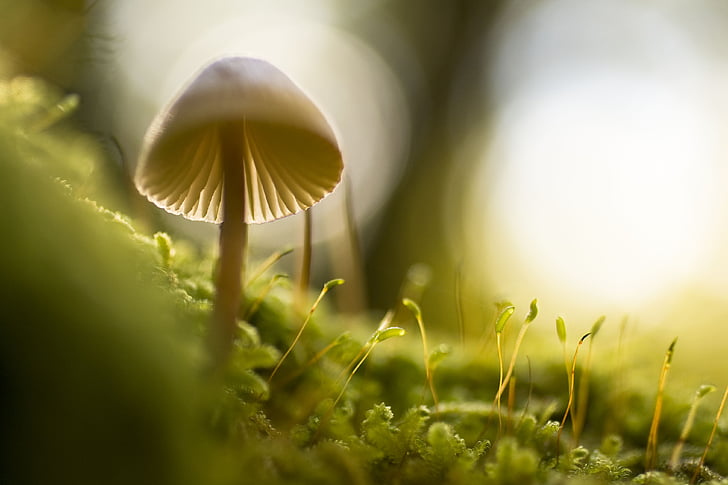 nature, mushroom, closeup, macro, hat, food, organic