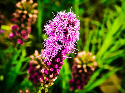 gayfeather, Liatris, flor de América del norte, floración de arriba hacia abajo, púrpura, flor línea, azul