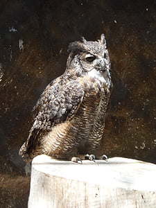 Owl, con chim, Thiên nhiên, động vật, màu nâu, động vật ăn thịt, mắt