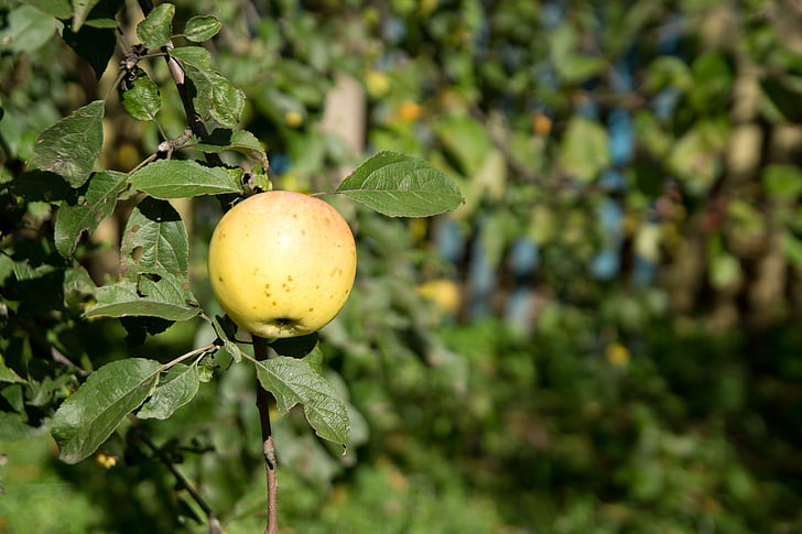 Apple, epletreet, hage, Harvest, fruktig hage, grønt Eple, frukt