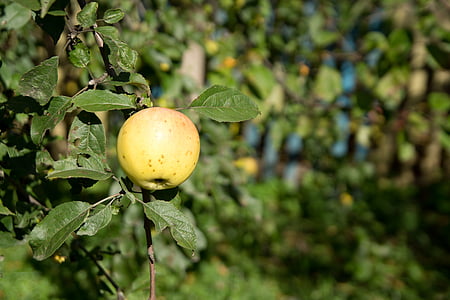 apple, apple tree, garden, harvest, fruity garden, green apple, fruit