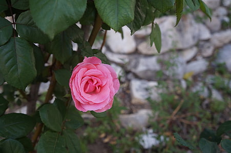 stieg, Blume, Rosen, Flora, Natur, Makro, Rosa