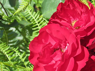 color de rosa, rojo, flor, jardín, flora, naturaleza, planta