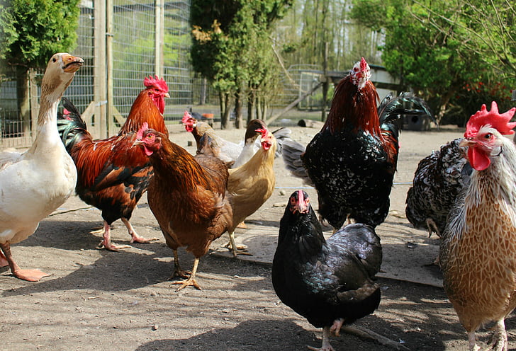 κοτόπουλα, αγρόκτημα, πουλερικά, φάρμα ζώων, αγροτική, Ομάδα, χήνα