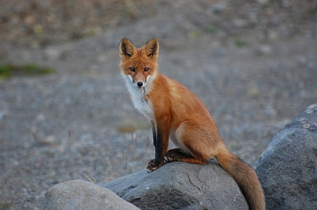 fox, wildlife, nature, predator, vulpes vulpes, wilderness, wild