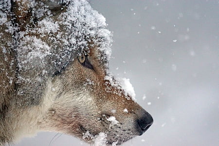 Lobo, depredador, Lobo euroasiático, Pack animal, cabeza de lobo, nieve, invierno