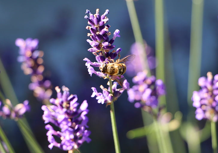 bee, nectar, lavender, blooming lavender, lavender fragrance, purple, honey